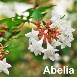 Abelia Shrub