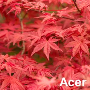 Acer Shrub