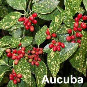 Aucuba Shrub