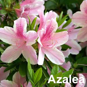 Azalea Shrub