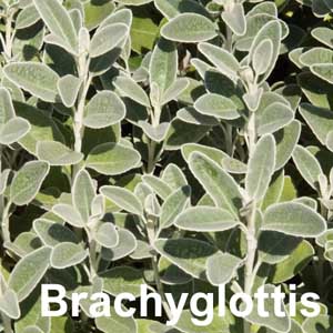Bracyglottis Shrub