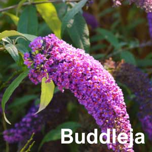 Buddleja Shrub