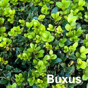 Buxus Shrub
