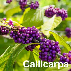 Callicarpa Shrub