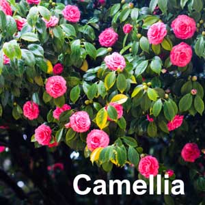 Camellia Shrub