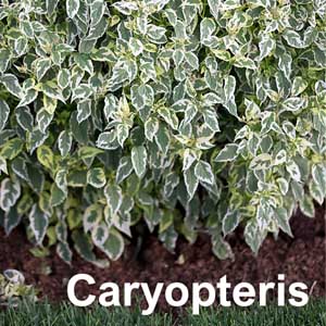 Caryopteris Shrub