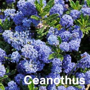 Ceanothus Shrub