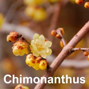 Chimonanthus Shrub