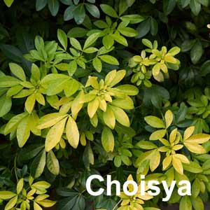 Choisya Shrub