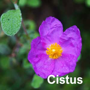 Cistus Shrub