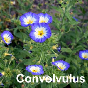 Convolvulus Shrub
