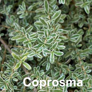 Coprosma Shrub