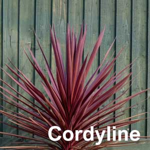 Cordyline Shrub
