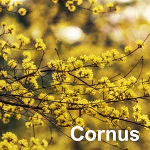 Cornus Shrub