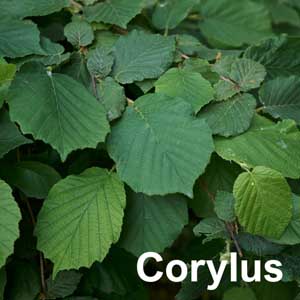 Corylus Shrub