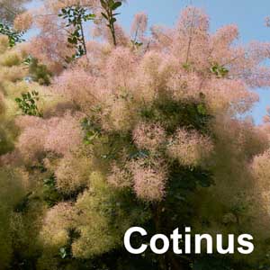 Cotinus Shrub