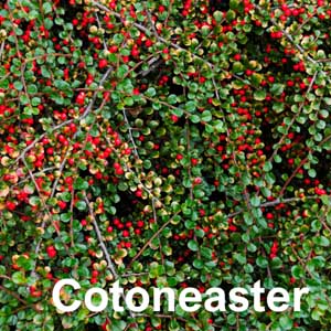 Cotoneaster Shrub