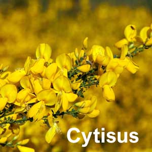 Cytisus Shrub