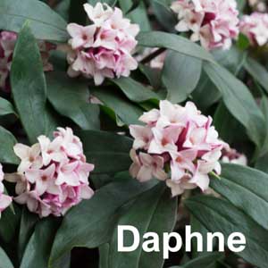 Daphne Shrub