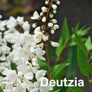 Deutzia Shrub