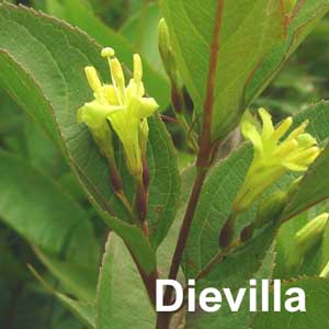 Dievilla Shrub