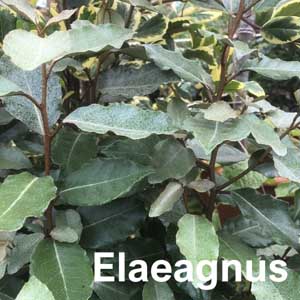 Eleagnus Shrub