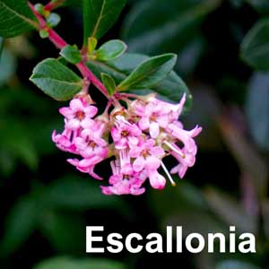 Escallonia Shrub