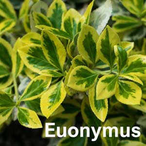 Euonymous Shrub