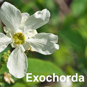 Exochorda Shrub