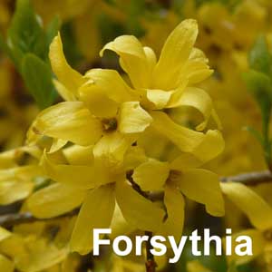 Forsythia Shrub