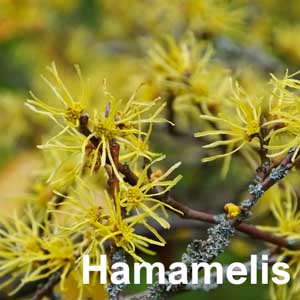 Hamamelis Shrub