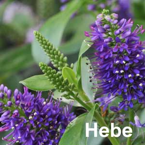 Hebe Shrub