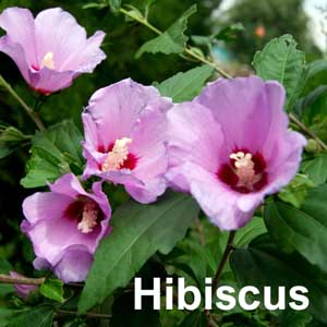 Hibiscus Shrub