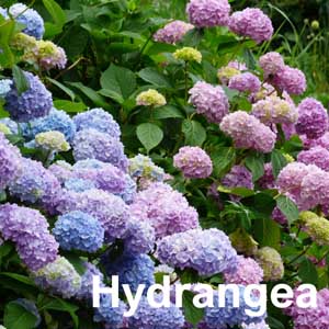 Hydrangea Shrub