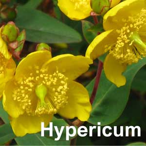 Hypericum Shrub