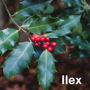 Ilex Shrub
