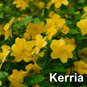 Kerria Shrub