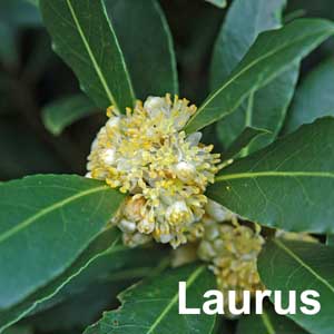 Laurus Shrub
