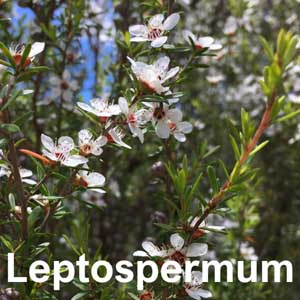 Leptospermum Shrub