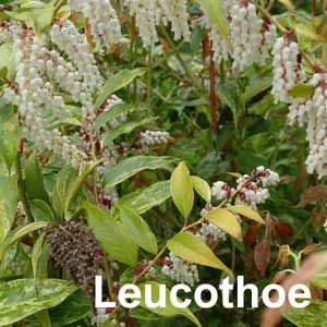 Leucothoe Shrub