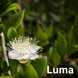 Luma Shrub