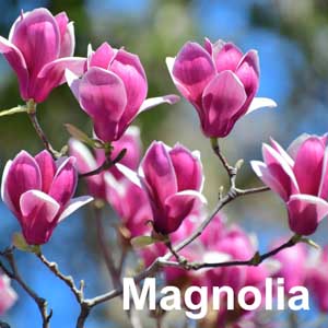 Magnolia Shrub
