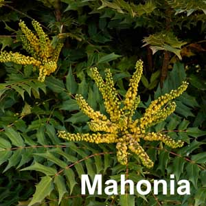 Mahonia Shrub