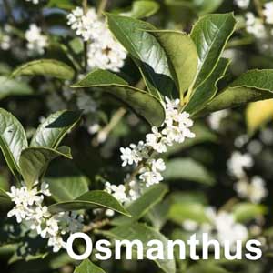 Osmanthus Shrub