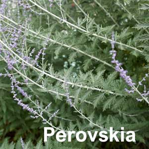 Perovskia Shrub