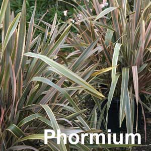 Phormium Shrub