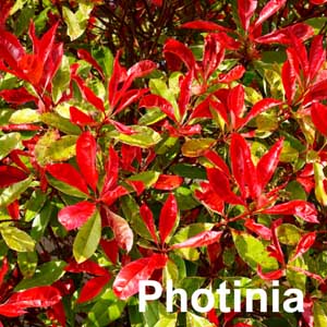 Photinia Shrub