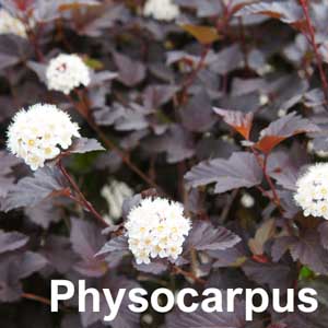 Physocarpus Shrub