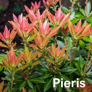 Pieris Shrub