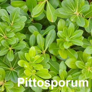 Pittosporum Shrub